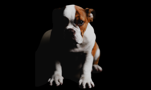 Pet