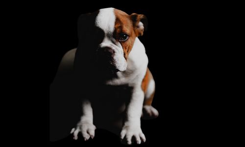 Pet Gallery